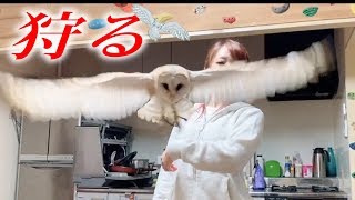 メンフクロウが狩りを覚えて変なものを捕まえてます！！
