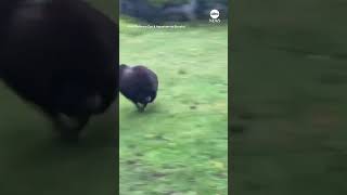 Musk ox calf enjoys first fall at Washington Zoo