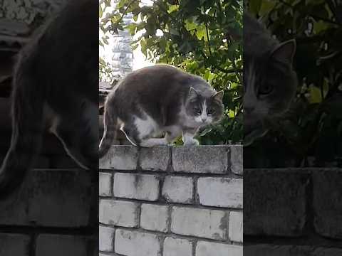 Пёс заметил кошку… Но не ту, что вы подумали! #пёс #собакаивидео #кошки #встреча #смешныеживотные