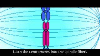 The Cycles of Life - A Rap on Biology