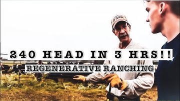 MY FIRST TIME IN A CORRAL | WORKING BEEF CATTLE