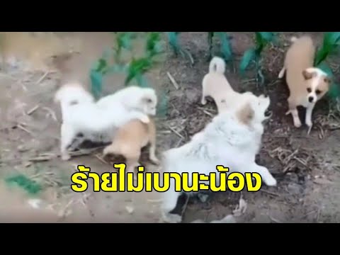 วีดีโอ: จะทำอย่างไรเมื่อสุนัขตัวอื่นกัดสุนัขของคุณ