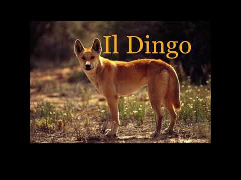 Video: Chi Sono I Cani Dingo?