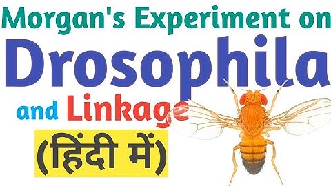 Morgan experiment and Linkage