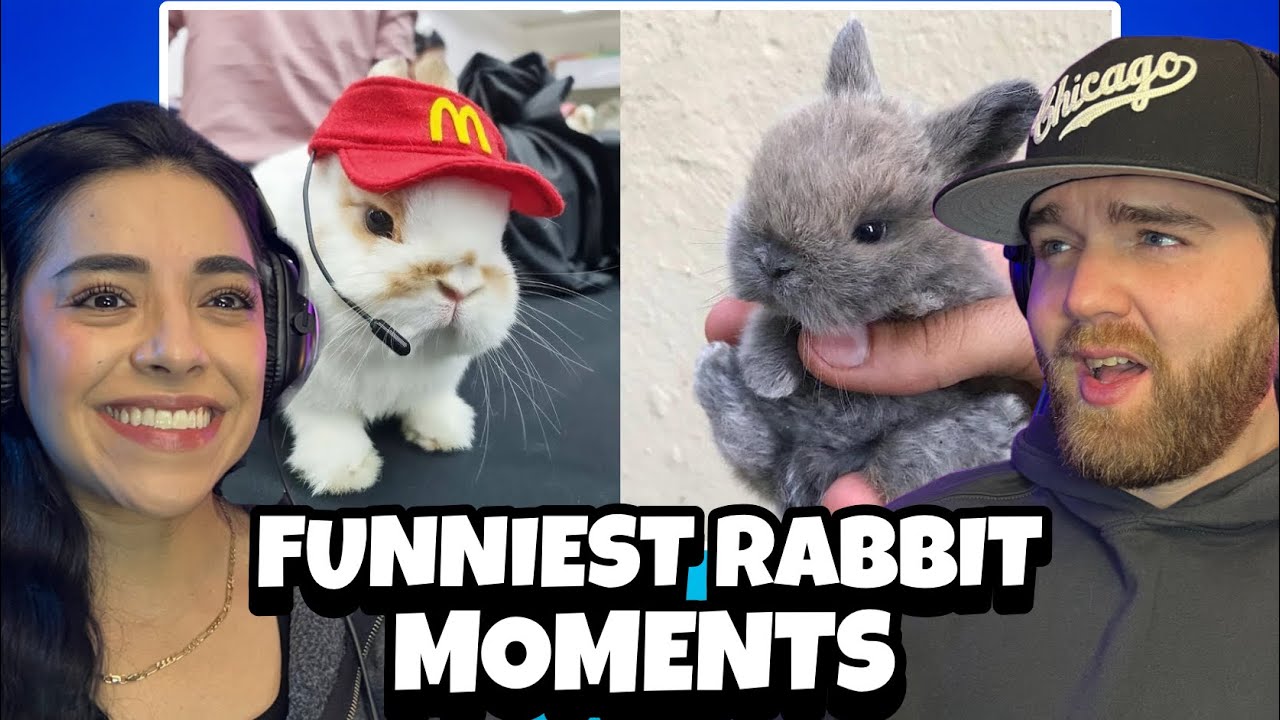 Funniest Rabbit Videos Ever | THEY ARE A MENACE TO SOCIETY!! 🤣 | Reaction auf YouTube ansehen Funniest Rabbit Videos Ever | THEY ARE A MENACE TO SOCIETY!! 🤣 | Reaction auf YouTube ansehen