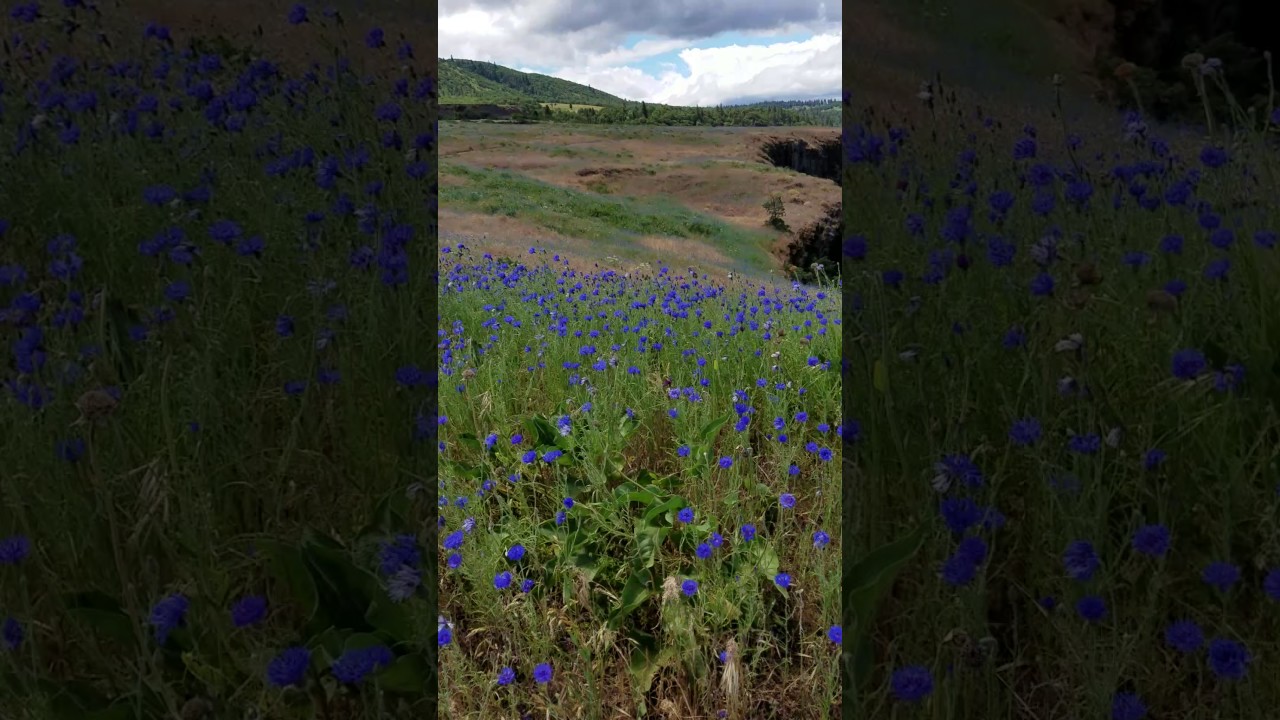 Rowena Plateau Bachelor Buttons 3