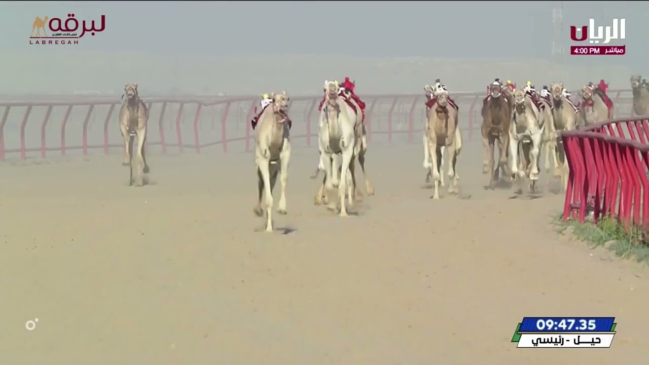 ش4 الوارية لـ هجن الرئاسة - بطولة الكويت الدولية للهجن 8-2-2024 السيف الذهبي للحيل مفتوح 12:09:37