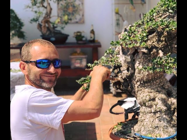 Michelangelo Bonsai