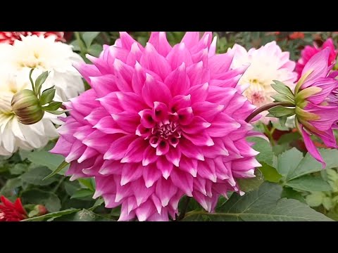 How to multiply/propagate DAHLIA without rooting hormones