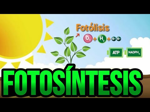 Vídeo: Com es transfereix l'energia en la fotosíntesi i la respiració cel·lular?