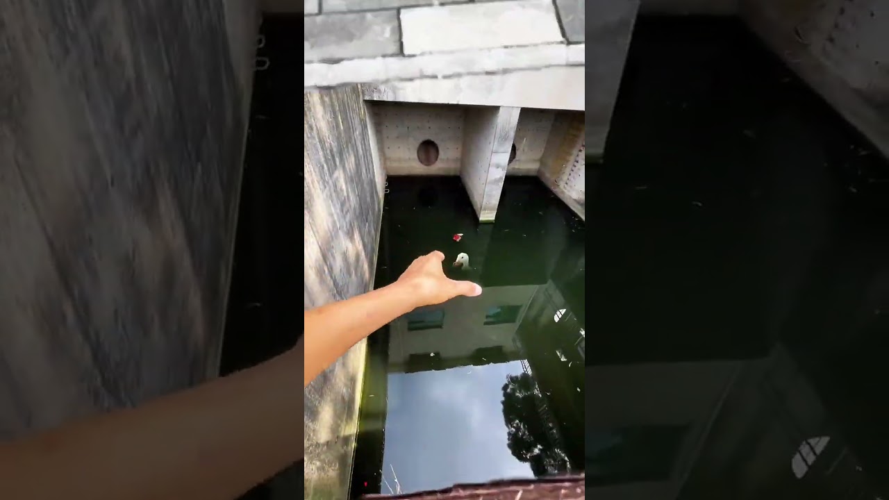 Сегодня я буду есть утиное мясо и ловить уток. Ловить уток. Маленькие утки. Странные утки. Что не т