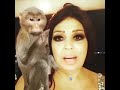 فيفي عبده مع القرد اهرش القمله في شعري 