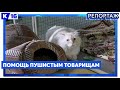 Помощь пушистым товарищам