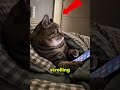Cat Gets Caught Late-Night Scrolling… And Panics 😂🐱📱 #Shorts