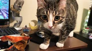 Malia Visits Me ( funny cat )