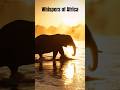 **Africa's Deepest Calm 🌅🐘