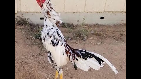 Miniature spangle qaib Thai