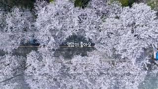 벚꽃이 휘날리던 봄🌸_영암이 좋아요