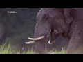 Strange animals of asia  national geographic documentary 2017