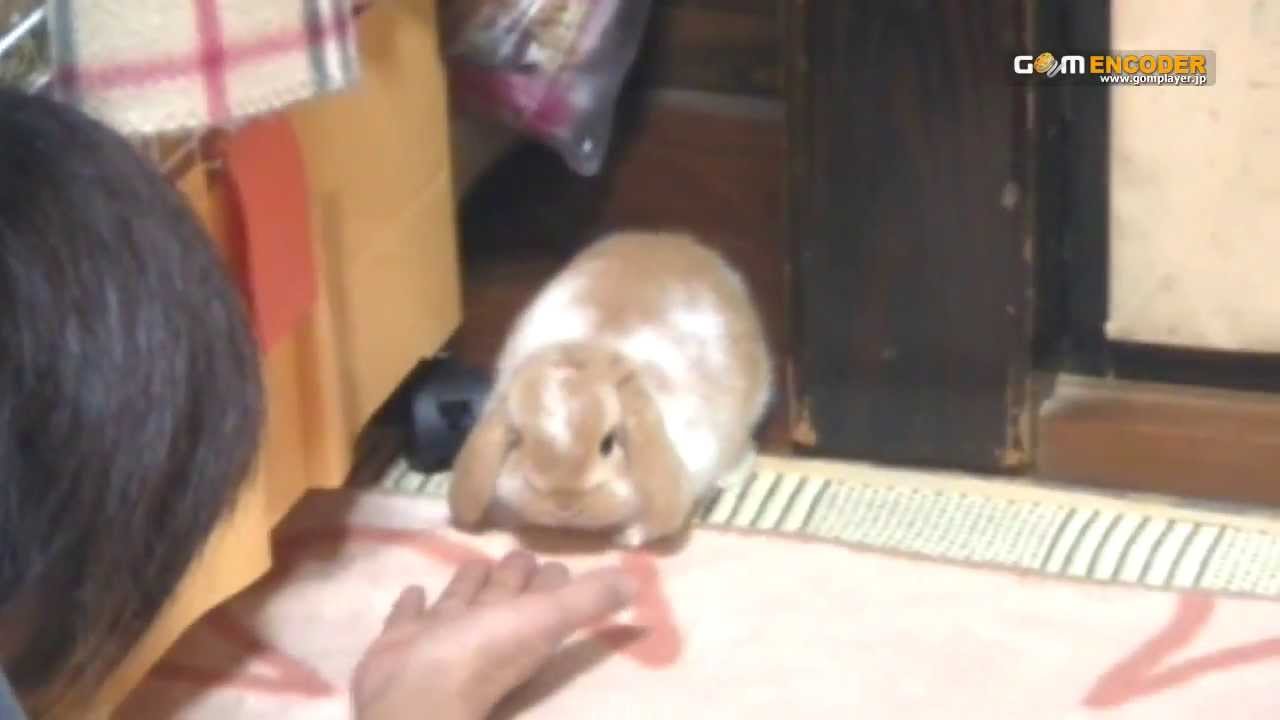 もふもふうさぎ ホーランドロップ Youtube