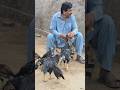 #aseelmurga #aseel #chicken #aseelchicks #murga #roosterfarm #desimurga #youtubeshorts #birds#shorts