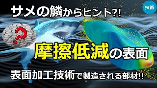 【リブレット構造】サメの鱗が水の抵抗を減らし速く泳げる理由