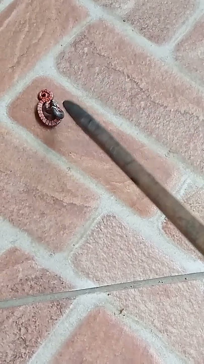 jangan dipegang ya dek ya🐍 #day #ular #ularberbahaya #hewan #animals #lagu #viral #youtube #fyp