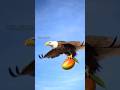 El leon llora por lo que el humano destruyo y sucedio lo inesperado #emotional#hope