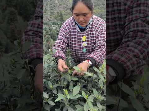 Hardworking rural women