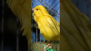 yellow canary legend 6 #canary #canarybird #canaricultura #canarylovers