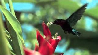 Download lagu The Beauty of the Nature The Beauty of the Nature