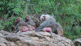 Hamadryas Baboon 'Haram' by Saudi Birding 177 views 9 months ago 31 seconds