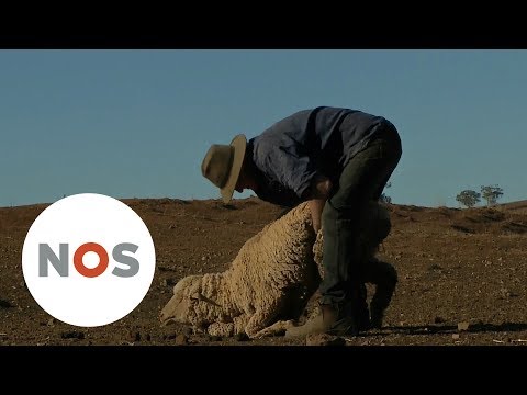 Video: Wanneer was de laatste droogte in Australië?