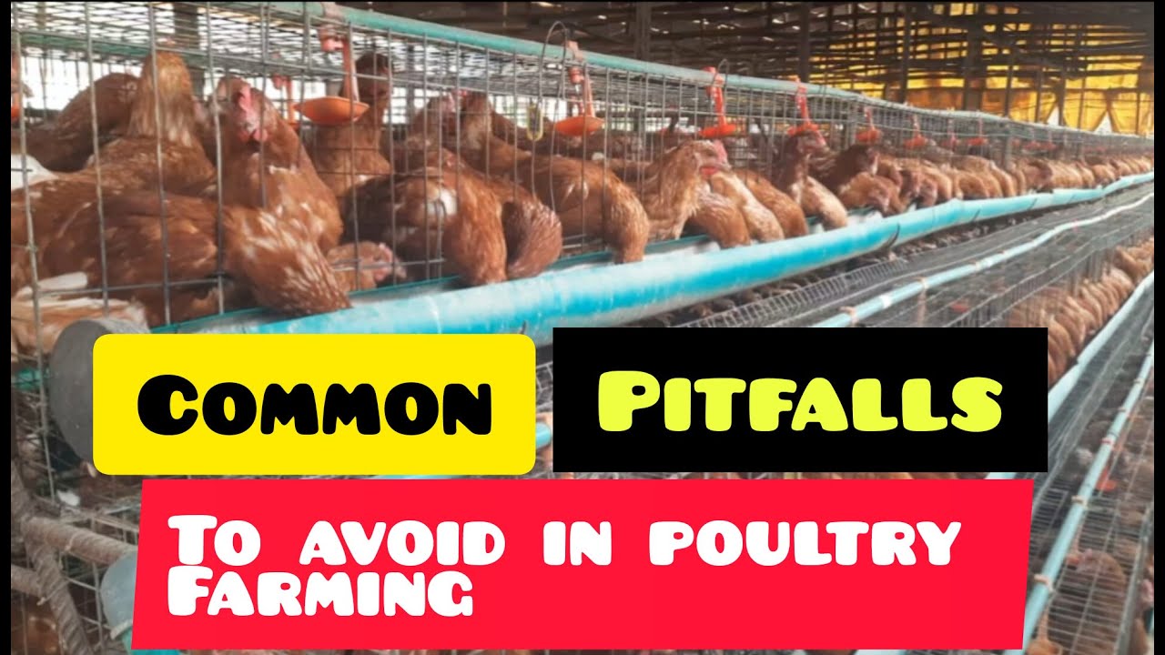 COMMON PITFALLS TO AVOID IN POULTRY FARMING | VLOGMAS DAY 22 - YouTube