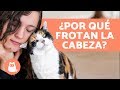 ¿Por qué mi gato frota su cara contra la mía? - ¡AQUÍ LA RESPUESTA!