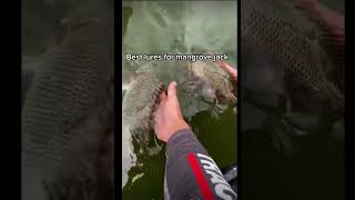 Best lures for mangrove jack (Best lures for each Aussie fish series PT.8)