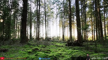 سورة التغابن تلاوة ممتعة القارئ محمد سامي