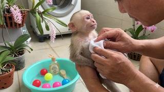 Super cute Baby monkey gets a bath massage and nails from dad