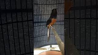 Download Lagu sang legenda jawara latpres almarhum 🥺 MP3