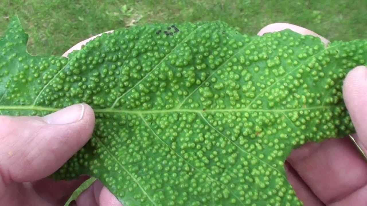 Jumping Oak Gall (Cynipidae: Neuroterus saltatorius)  on Oak Leaf