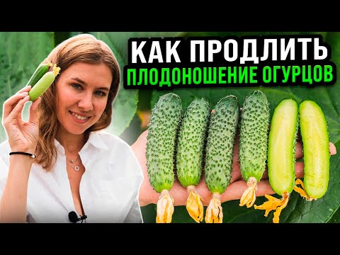 КАК ПРОДЛИТЬ ПЛОДОНОШЕНИЕ