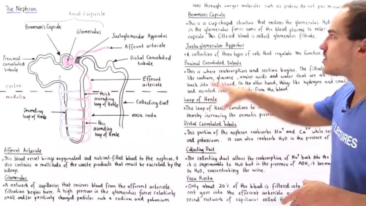 Structure of the Nephron - YouTube