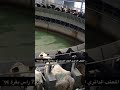 شاهد المحلب الدائري الدوار الحديث ذو سعة 72 راس من الابقار الحلوبة Modern Milking Of Dairy Cows 