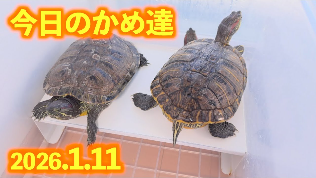 今日のかめ達 2026,1,11 - YouTube