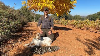 Caza de zorzales con pequeño calibre = gran satisfacción