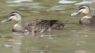 Australian Wild Native Teal Duck On The Lachlan River In Nsw