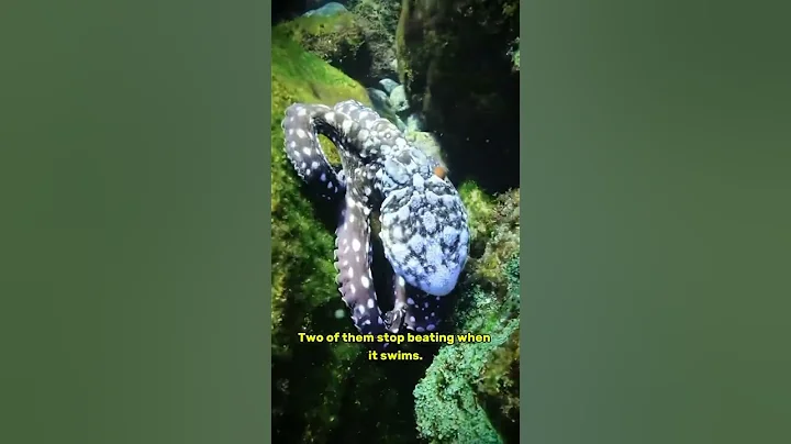 Amazing Octopus Facts You Didn’t Know!" #animalfacts #shorts #octopus