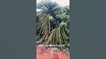 Sự tích cây cà phê