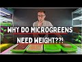 Why do Microgreens Need Weight? Kale Microgreens Germination Trial