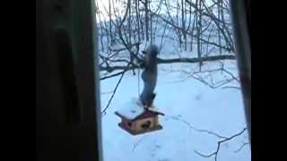 Conkers the squirrel getting peanuts upside-down from a bird feeder on Winter!